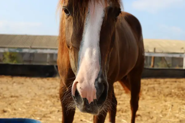 at - kuzey İsrail'de bir ahırda büyük bir yerli tek toynak hayvan yaşıyor 