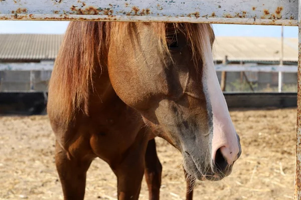 Cavalo Grande Animal Doméstico Unicamada Vive Estábulo Norte Israel — Fotografia de Stock