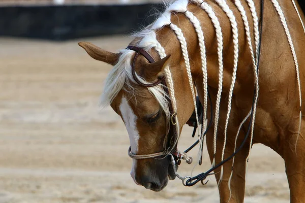 Cavalo Grande Animal Doméstico Unicamada Vive Estábulo Norte Israel — Fotografia de Stock