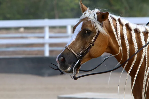 at - kuzey İsrail'de bir ahırda büyük bir yerli tek toynak hayvan yaşıyor 