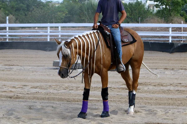 Pferd Ein Großes Einhuftier Lebt Einem Stall Nordisrael — Stockfoto