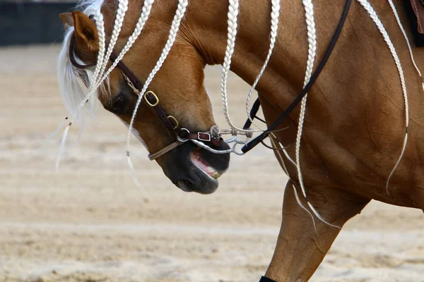 Άλογο Ένα Μεγάλο Εγχώριο Ζώο Που Τρέφεται Ένα Χούταϊζ Ζει — Φωτογραφία Αρχείου