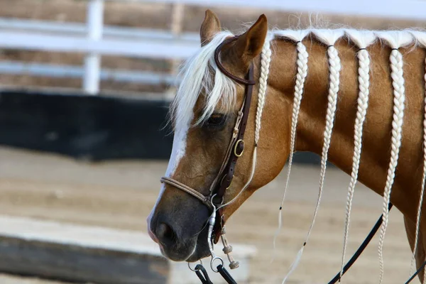 Άλογο Ένα Μεγάλο Εγχώριο Ζώο Που Τρέφεται Ένα Χούταϊζ Ζει — Φωτογραφία Αρχείου