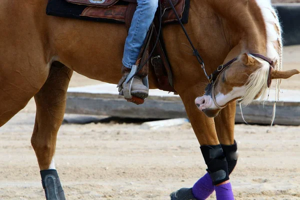 Cheval Grand Animal Domestique Sabot Vit Dans Une Écurie Dans — Photo