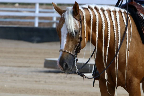 at - kuzey İsrail'de bir ahırda büyük bir yerli tek toynak hayvan yaşıyor 