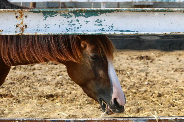 Cavalo Grande Animal Doméstico Unicamada Vive Estábulo Norte Israel — Fotografia de Stock