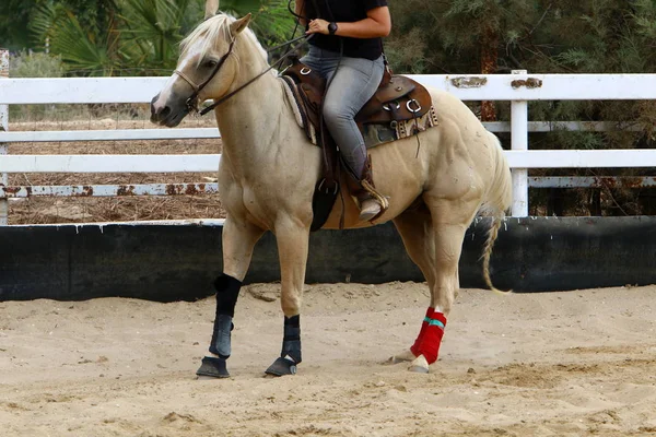 Cavalo Grande Animal Doméstico Unicamada Vive Estábulo Norte Israel — Fotografia de Stock