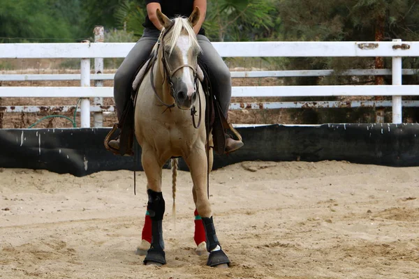 Cavalo Grande Animal Doméstico Unicamada Vive Estábulo Norte Israel — Fotografia de Stock