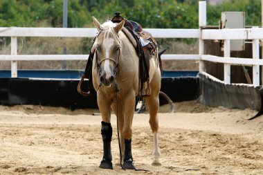 at - kuzey İsrail'de bir ahırda büyük bir yerli tek toynak hayvan yaşıyor 