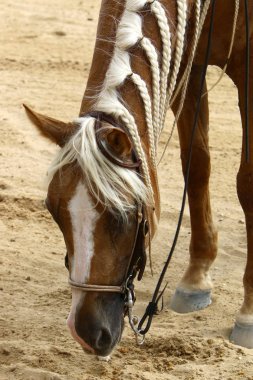 at - kuzey İsrail'de bir ahırda büyük bir yerli tek toynak hayvan yaşıyor 
