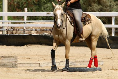 at - kuzey İsrail'de bir ahırda büyük bir yerli tek toynak hayvan yaşıyor 