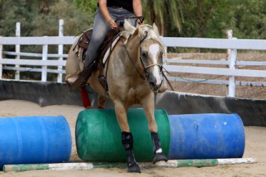 at - kuzey İsrail'de bir ahırda büyük bir yerli tek toynak hayvan yaşıyor 