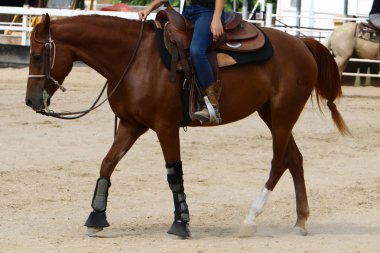 at - kuzey İsrail'de bir ahırda büyük bir yerli tek toynak hayvan yaşıyor 