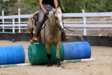 at - kuzey İsrail'de bir ahırda büyük bir yerli tek toynak hayvan yaşıyor 