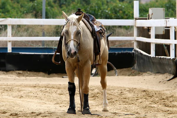 Cheval Grand Animal Domestique Sabot Vit Dans Une Écurie Dans — Photo