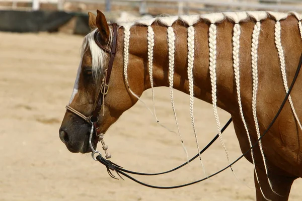 イスラエル北部の馬小屋に住んでいる大きな国内の一本のひづめの動物 — ストック写真