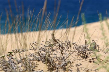 İsrail'in kuzeyinde Akdeniz kıyılarında bir kum ulası üzerinde taşlar ve çiçekler 