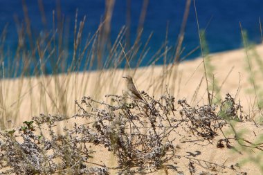 İsrail'in kuzeyinde Akdeniz kıyılarında bir kum ulası üzerinde taşlar ve çiçekler 