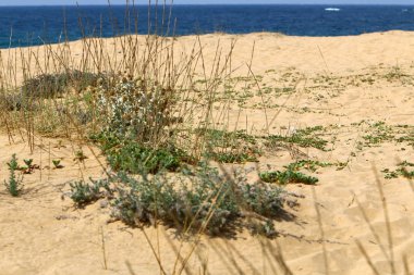 İsrail'in kuzeyinde Akdeniz kıyılarında bir kum ulası üzerinde taşlar ve çiçekler 