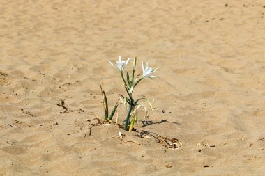 İsrail'in kuzeyinde Akdeniz kıyılarında bir kum ulası üzerinde taşlar ve çiçekler 