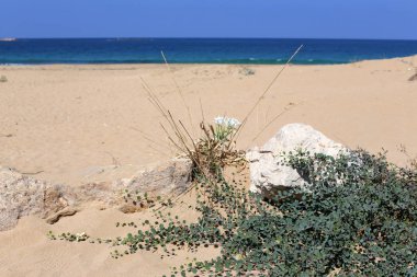 İsrail'in kuzeyinde Akdeniz kıyılarında bir kum ulası üzerinde taşlar ve çiçekler 