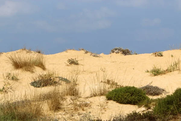 İsrail'in kuzeyinde Akdeniz kıyılarında bir kum ulası üzerinde taşlar ve çiçekler 