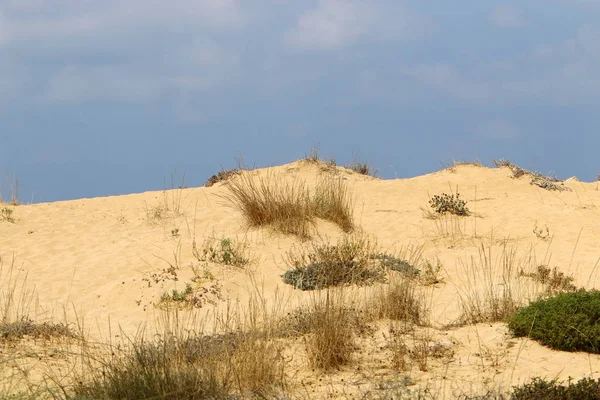 İsrail'in kuzeyinde Akdeniz kıyılarında bir kum ulası üzerinde taşlar ve çiçekler 