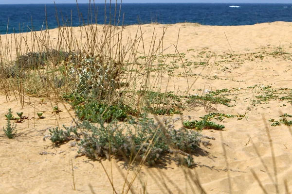 İsrail'in kuzeyinde Akdeniz kıyılarında bir kum ulası üzerinde taşlar ve çiçekler 