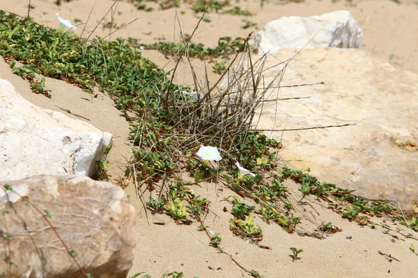 Piedras Flores Una Duna Arena Orillas Del Mar Mediterráneo Norte —  Fotos de Stock