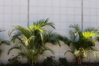 İsrail'in kuzeyinde inşa edilmiş yüksek taş ve beton duvar 