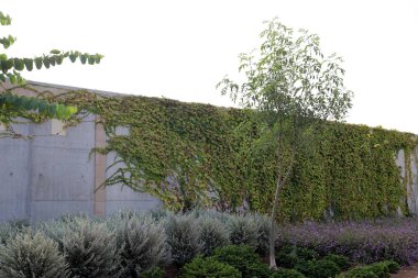 İsrail'in kuzeyinde inşa edilmiş yüksek taş ve beton duvar 