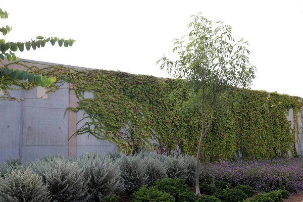 İsrail'in kuzeyinde inşa edilmiş yüksek taş ve beton duvar 