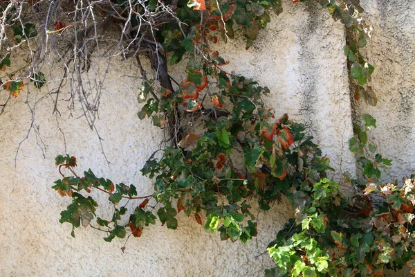 Wysoki Kamień Betonowa Ściana Zbudowana Północnej Części Izraela — Zdjęcie stockowe
