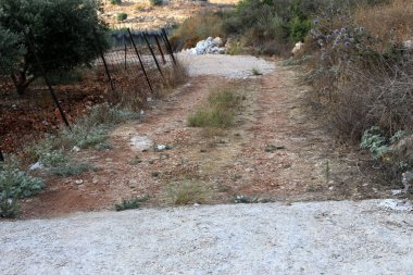 İsrail'in kuzeyinde dağlarda orman yolu 