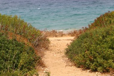 İsrail'in kuzeyinde dağlarda orman yolu 