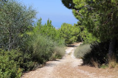 İsrail'in kuzeyinde dağlarda orman yolu 