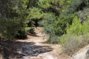 İsrail'in kuzeyinde dağlarda orman yolu 