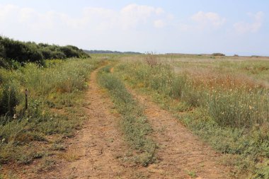 İsrail'in kuzeyinde dağlarda orman yolu 