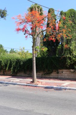 İsrail'in kuzeyinde dağlarda orman yolu 