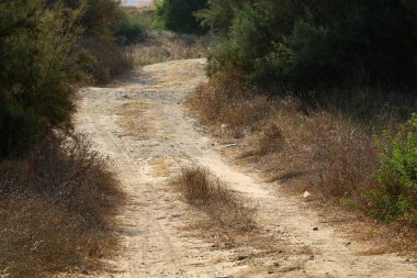 İsrail'in kuzeyinde dağlarda orman yolu 