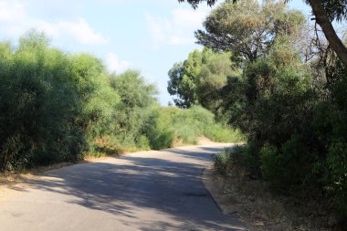 İsrail'in kuzeyinde dağlarda orman yolu 