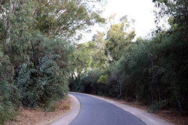 İsrail'in kuzeyinde dağlarda orman yolu 