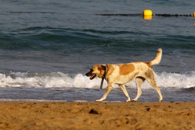 köpek kuzey İsrail'de Akdeniz kıyılarında plaj boyunca yürüyor 