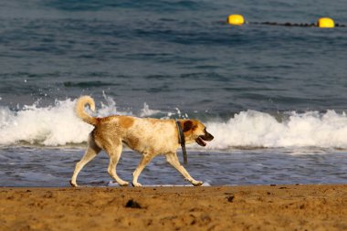 köpek kuzey İsrail'de Akdeniz kıyılarında plaj boyunca yürüyor 