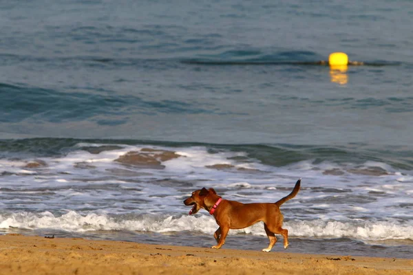 köpek kuzey İsrail'de Akdeniz kıyılarında plaj boyunca yürüyor 