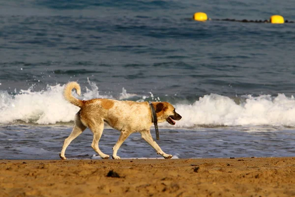 Dog Walks Beach Shores Mediterranean Sea Northern Israel — Stock Photo, Image