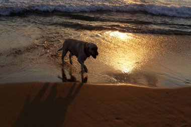köpek kuzey İsrail'de Akdeniz kıyılarında plaj boyunca yürüyor 