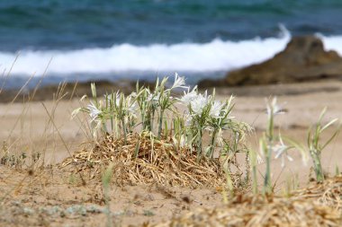 İsrail devletinin kuzeyinde Akdeniz kıyılarında pankratik deniz çiçek 