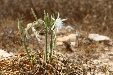 İsrail devletinin kuzeyinde Akdeniz kıyılarında pankratik deniz çiçek 