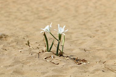 İsrail devletinin kuzeyinde Akdeniz kıyılarında pankratik deniz çiçek 